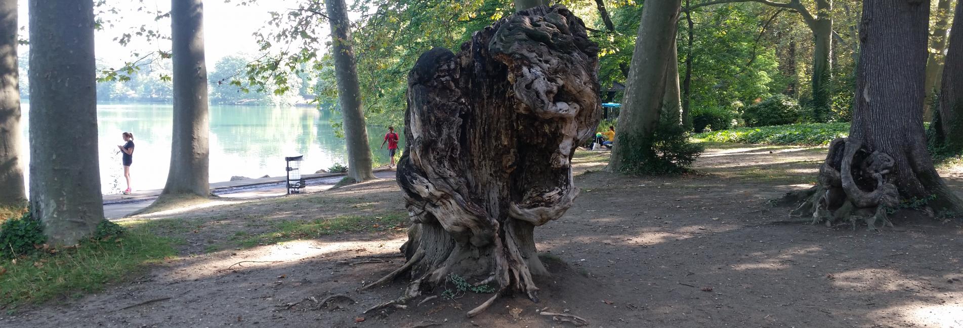 le parc de la Tête d'Or