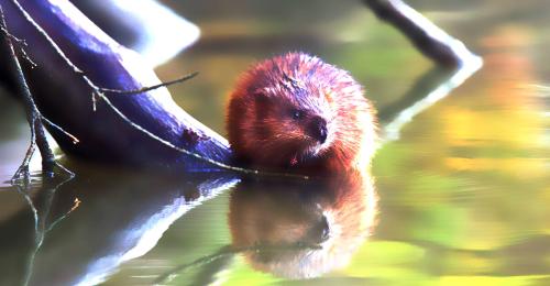 Castor dans l'eau